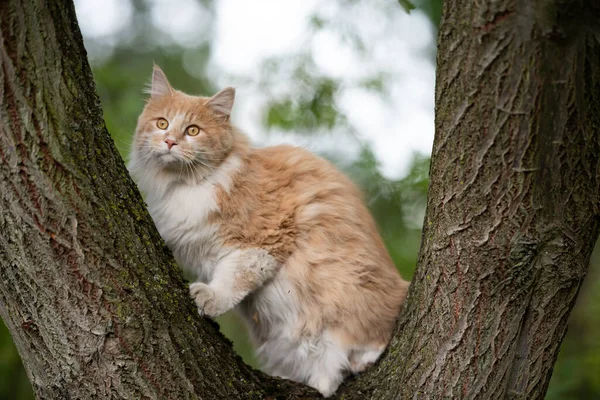 Katt klättring på träd — Stockfoto