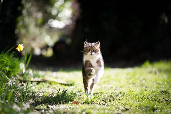 running cat in sunny garden