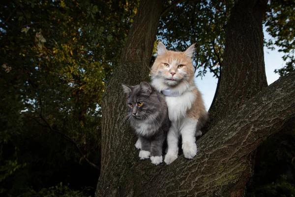 나무 위에 있는 두 고양이 — 스톡 사진