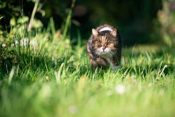 Prowling cat walking on grass — Stock Photo, Image