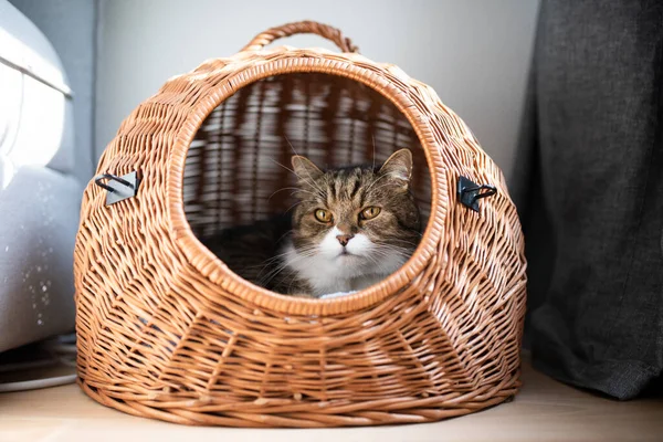 Gatto che riposa nel cestino — Foto Stock
