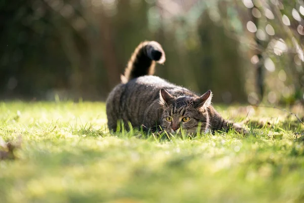 Lurking cat outdoors on grass — Stock Photo, Image