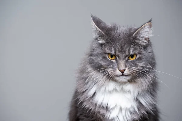 Cat looking angry at camera — Stock Photo, Image