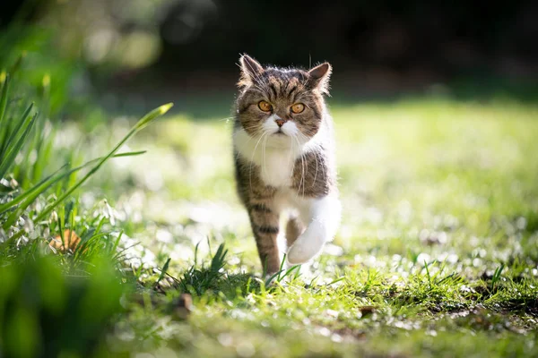 Chat marchant à l'extérieur au printemps — Photo