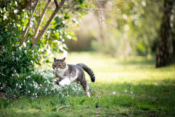 Katze läuft auf Rasen — Stockfoto