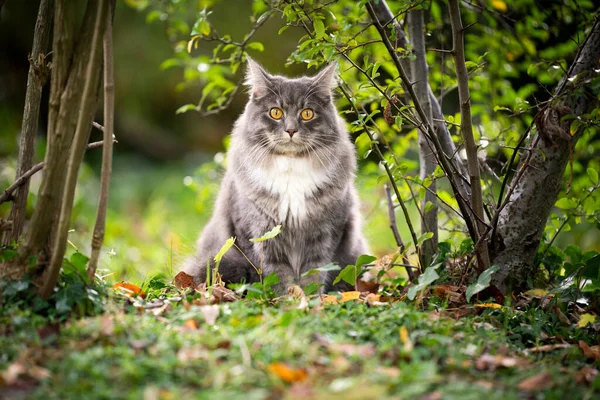 Gato na natureza sob arbustos — Fotografia de Stock