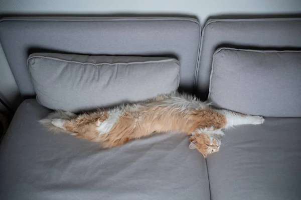 Gato durmiendo en sofá divertido —  Fotos de Stock