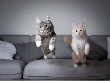 Kanepede zıplayan iki kedi yavrusu