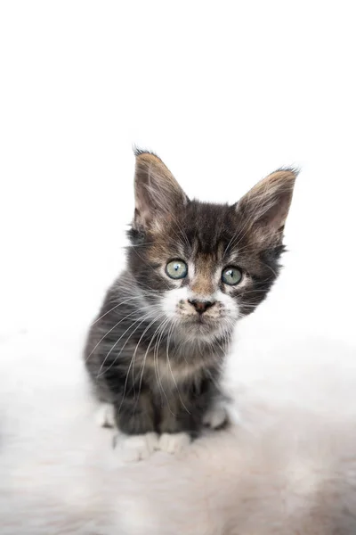 Beyaz zemin üzerinde maine rakun kedi yavrusu — Stok fotoğraf