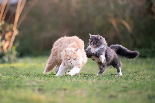 Jugar gatos corriendo al aire libre — Foto de Stock
