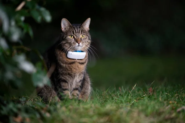 Kat draagt gps tracker buiten — Stockfoto