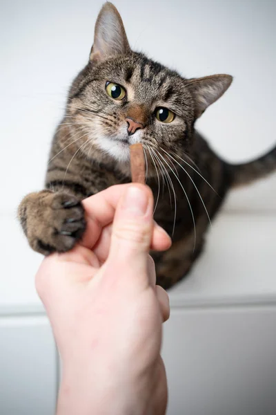 Voedende kat met lekkernijen — Stockfoto