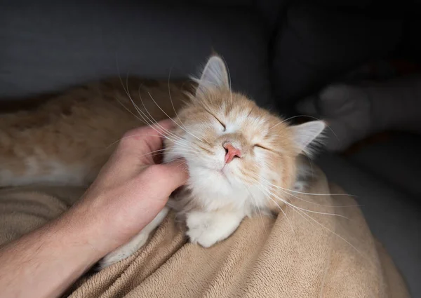 Huisdier eigenaar aaien kat — Stockfoto