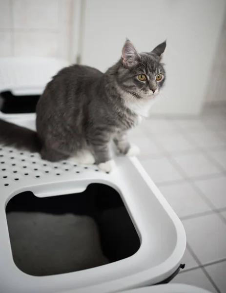 Katze sitzt auf Wurfbox — Stockfoto