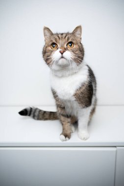 Meraklı kedi beyaz çekmecede