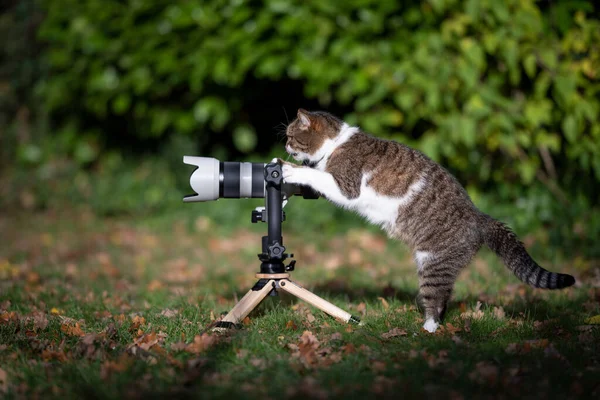 Cat taking a photo with mirrorless camera on tripod — Stock Photo, Image