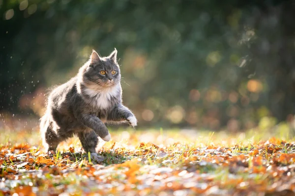 Correndo maine casulo gato n outono — Fotografia de Stock