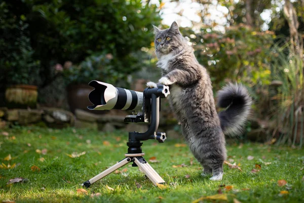 cat standing behind camera taking a photo