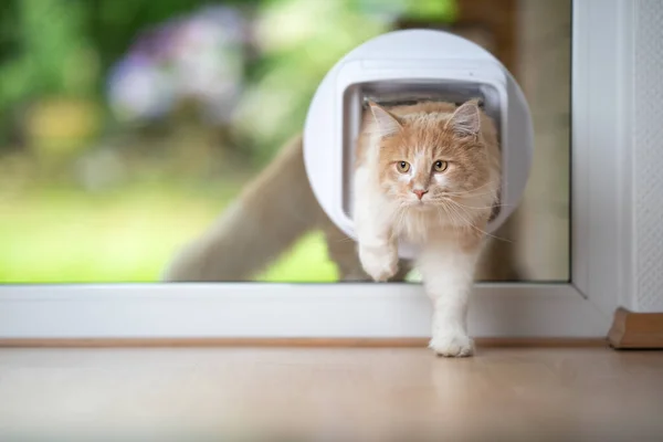 Gato passando através de aba de gato — Fotografia de Stock