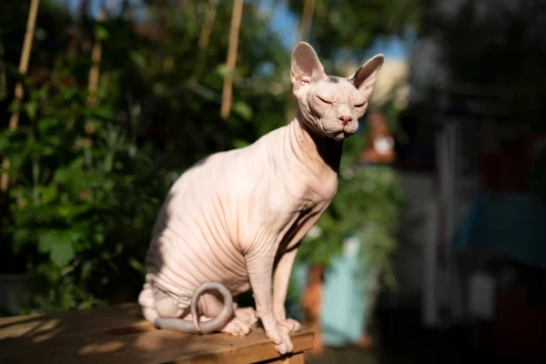 sphynx cat outdoors in sunlight