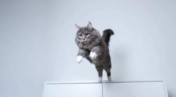 Maine Coon Katze springt aus Schublade — Stockfoto