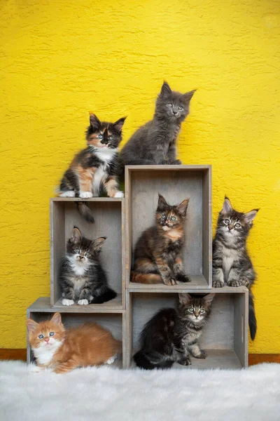 group photo of seven maine coon kittens