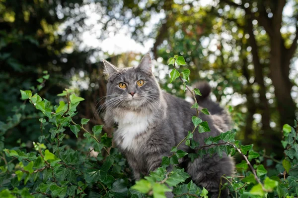 Katze in der Natur auf grünem Laub — Stockfoto