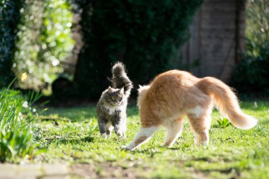 İki kedi yüz yüze dışarıda buluşuyor.
