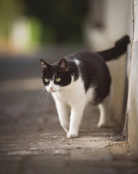 Cat walking along road. — Stock Photo, Image