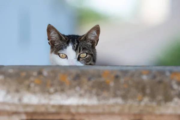 cat hiding behind wall