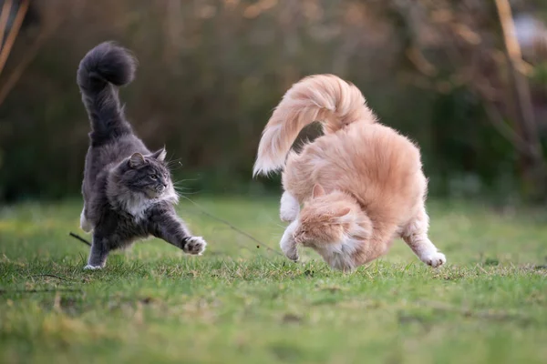 Jogar gatos correndo ao ar livre — Fotografia de Stock