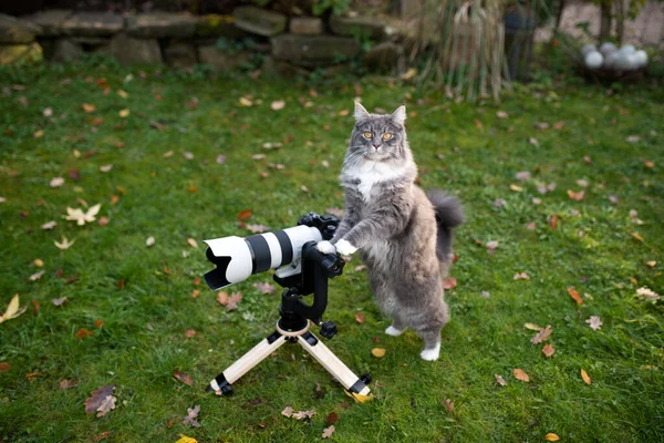 cat standing behind camera taking a photo