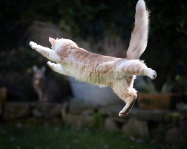 Zıplayan kedi bahçede oynuyor
