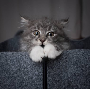 Keçeli çantada keçi yavrusu oynuyorum.