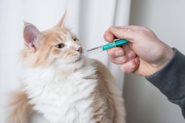 Kedi sahibinden ilaç alıyor.