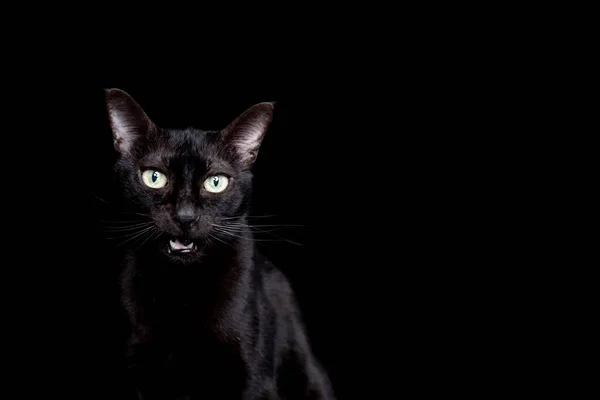 Мяуканье чёрной кошки на чёрном фоне — стоковое фото