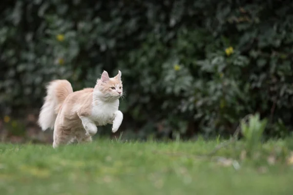 Maine coon gato correndo no gramado — Fotografia de Stock