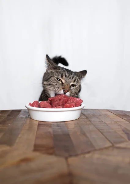 Gato tabby comiendo carne cruda — Foto de Stock