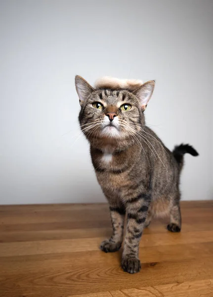 Tabby cat nošení trumf účes z kožešiny — Stock fotografie