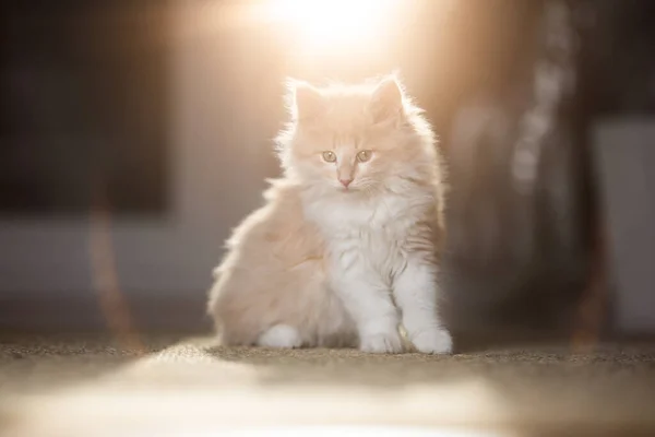 Maine coon gatito en sol —  Fotos de Stock