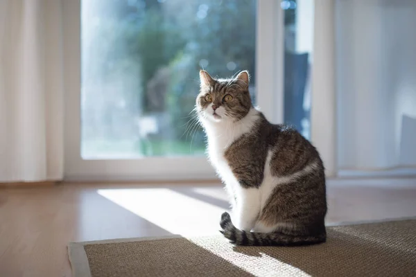 Кошка сидит на ковре перед окном — стоковое фото