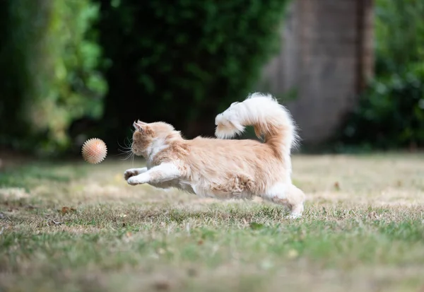 Maine coon gatto giocare con palla all'aperto come un cane — Foto Stock