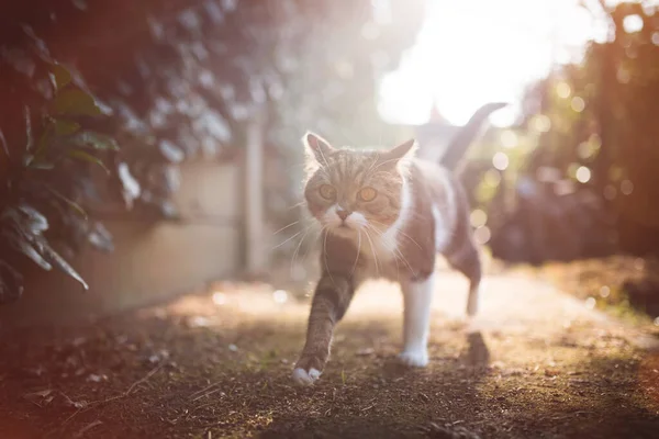 Katze spaziert durch den sonnigen Hinterhof — Stockfoto