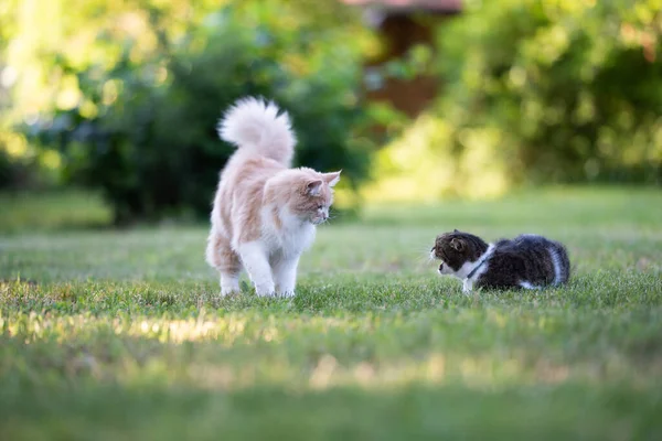 Dois gatos de raça diferente reunião ao ar livre — Fotografia de Stock