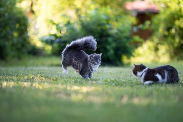 İki farklı cins kedi dışarıda buluşuyor. — Stok fotoğraf