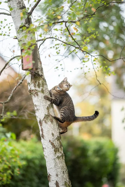 Zvědavá kočka leze na strom — Stock fotografie