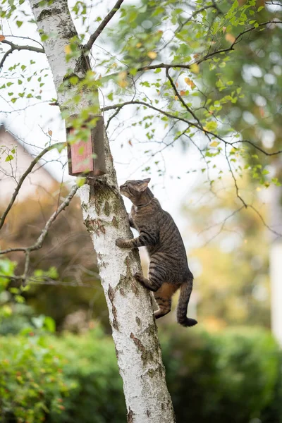 Cabane de chat sur arbre avec nichoir — Photo