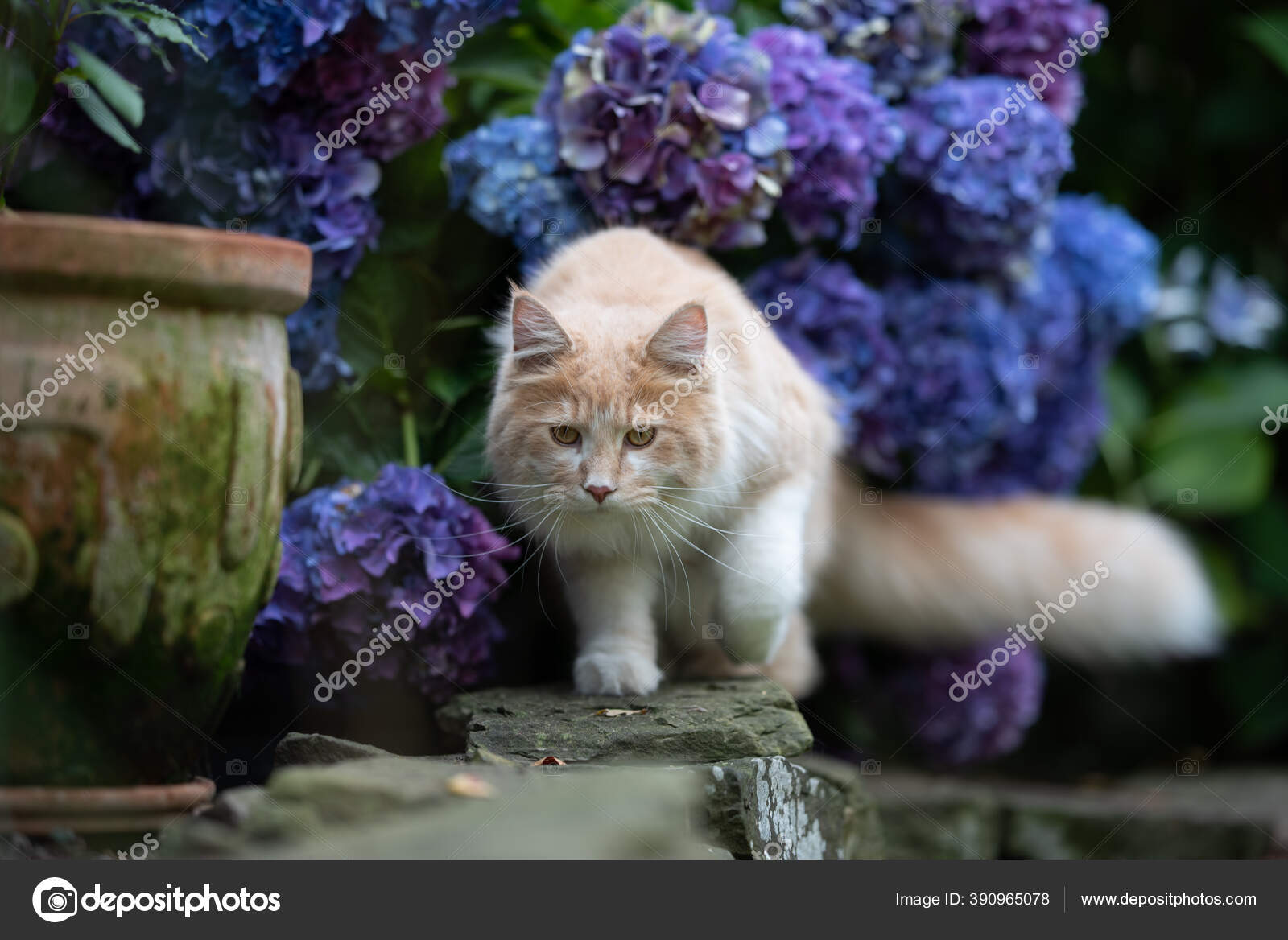 Maine coon cat with purple hydrangea flowers — Stock Photo