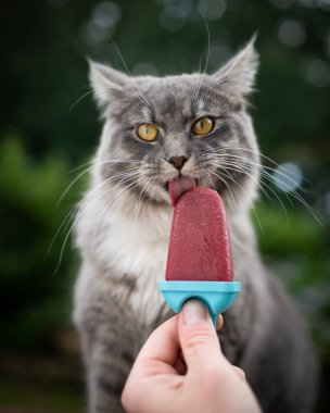 Kedi yaz sıcağında dondurma yalıyor.