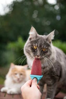 Kedi dondurma yalıyor.